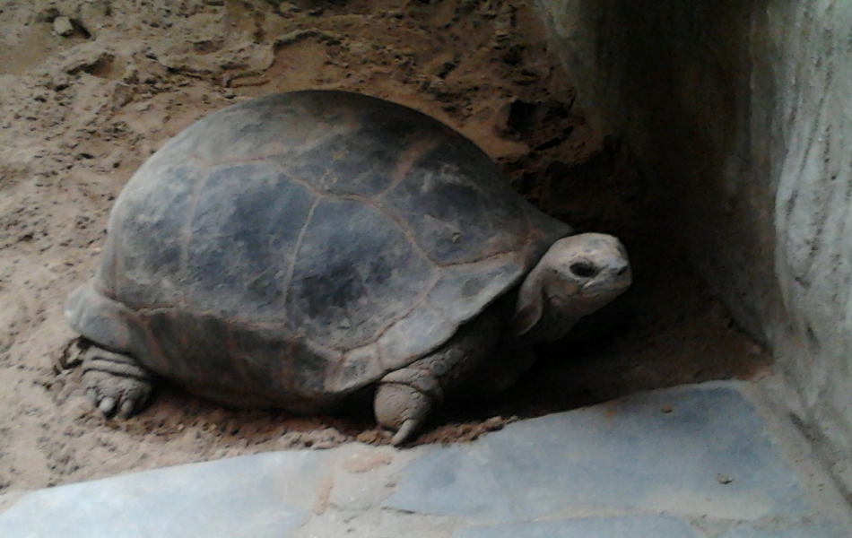  Želva obrovská (Dipsochelys dussumieri)