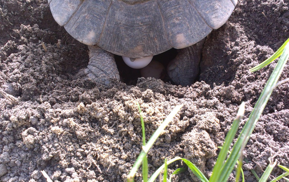 Snůška T. marginata